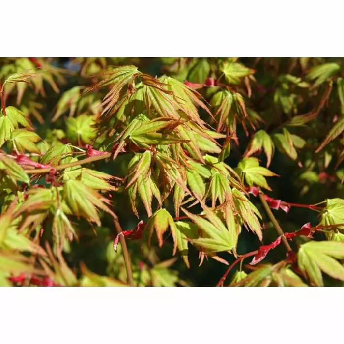 Acer Palmatum 'Katsura' | Japanese Maple Tree | 15L Pot 4 Acer Palmatum 'Katsura' | Japanese Maple Tree | 15L Pot - Image 2