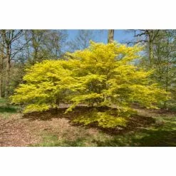 Acer Palmatum 'Katsura' | Japanese Maple Tree | 15L Pot