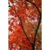 Acer Palmatum 'Red Emperor' | Japanese Maple Tree | 7.5L Pot