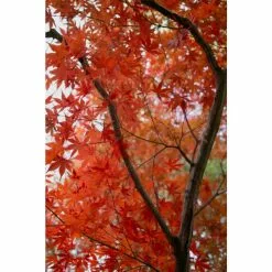 Acer Palmatum 'Red Emperor' | Japanese Maple Tree | 7.5L Pot