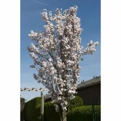 Prunus 'Amanogawa' | Cherry Blossom Tree | Bare Root | 120-150cm -All Plants Sales Store gaar00399 9692