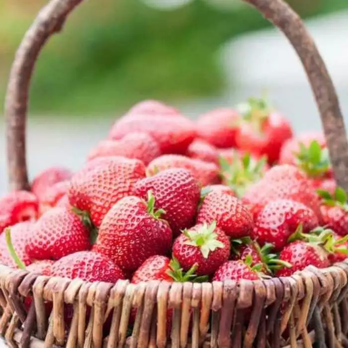 3 X Strawberry 'Summer Breeze Cherry' | Strawberry Plants | 9cm Pots 5 3 X Strawberry 'Summer Breeze Cherry' | Strawberry Plants | 9cm Pots - Image 3