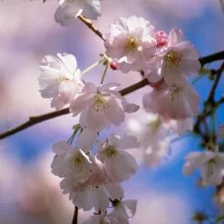 Prunus 'Amanogawa' | Cherry Blossom Tree | 18L Pot | 180-220cm -All Plants Sales Store sepa07527 ef8d