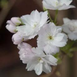 Prunus 'Amanogawa' | Cherry Blossom Tree | 18L Pot | 180-220cm -All Plants Sales Store vawi01282 1373