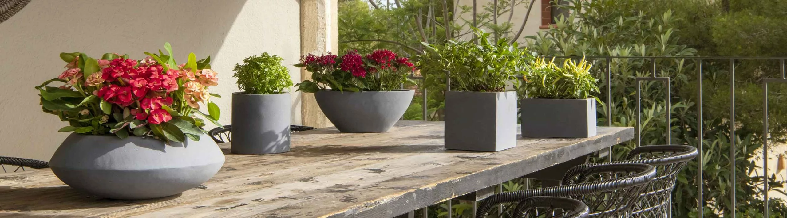 All Plants Sales Store -All Plants Sales Store bloemist banner scaled