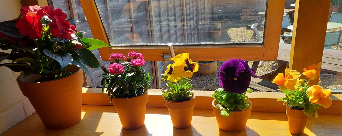 All Plants Sales Store -All Plants Sales Store flower pot banner